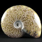 Fossilien Ammoniten aus Madagaskar Cleoniceras besairiei