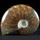 Fossilien Kreide Ammonit Cleoniceras aus Madagaskar