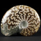 Fossilien Ammoniten Cleoniceras besairiei aus Madagaskar