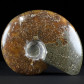 Ammonit Cleoniceras besairiei aus der Unterkreide von Madagaskar