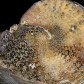 Ammoniten South Dakota Placenticeras meeki