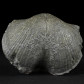 Fossilien versteinerte Brachiopoden Paraspirifer bownockeri aus dem Devon