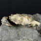 Fossilien-Krabben-Xanthopsis dufouri