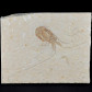 Fossilien versteinerter Krebs Carpopenaeus sp. aus der Oberkreide