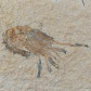 Fossilien versteinerter Krebs Carpopenaeus Byblos Libanongebirge