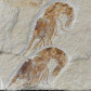 Fossilien aus dem Libanon versteinerte Krebse Carpopenaeus
