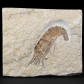 Fossilien versteinerter Krebs Carpopenaeus