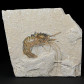 Fossilien versteinerter Schwimmkrebs Carpopenaeus Kreidezeit Libanon