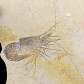 Fossilien versteinerter Krebs Carpopenaeus aus der Kreidezeit