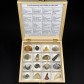 Geschenksidee Fossiliensammlung in Holzbox