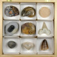 Fossilien Geschenksbox mit verschiedenen Versteinerungen