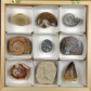 Fossilien Sammelbox mit 9 Versteinerungen