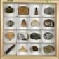 Fossiliensammlungen schöne Geschenke in Holzkassette