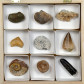 Fossilien Sammlungen in Holzkassetten