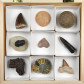 Geschenkbox mit verschiedenen Fossilien aus aller Welt