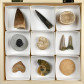 Eindrucksvolle Fossiliensammlung mit verschiedenen Versteinerungen