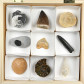 Fossiliensammlung mit 9 verschiedenen Versteinerungen in Holzbox