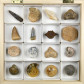 Fossiliensammlung mit 16 Versteinerungen aus verschiedenen Fundstellen