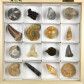 Fossiliensammlung mit verschiedenen Versteinerungen in Geschenksbox