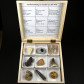 Fossilien Geschenke Sammlung in Holzkassette