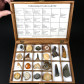 Eindrucksvolle Fossiliensammlung in Holzkassette mit 20 Versteinerungen