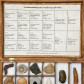 Fossiliensammlung in Holzbox mit 20 Versteinerungen