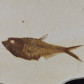 Schöner versteinerter Fisch aus dem Eozän-Diplomystus dentatus