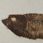 Versteinerter Fisch aus der Green-River-Formation-Diplomystus dentatus
