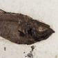 Diplomystus dentatus-Knochenfisch-Eozän