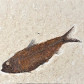 Fossilien Green-River-Formation versteinerter Fisch Knightia eocaena