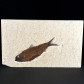 Versteinreter Fisch Knightia eocaena aus dem Eozän von Wyoming