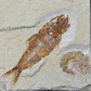 Versteinerter Fisch Armigatus mit Schwimmkrebs aus dem Libanon