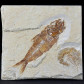 Fossilien versteinerter Fisch Armigatus aus Byblos Libanongebirge