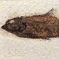 Versteinerter Knochenfisch Knightia eocaena aus Wyoming