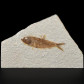 Fossilien versteinerter Fisch Knightia eocaena