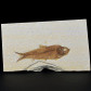 Fossilien aus Wyoming versteinerter Fisch Knightia eocaena