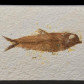 Knightia eocaena versteinerter Fisch aus dem Eozän