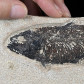 Fossilien versteinerter Knochenfisch aus dem Eozän