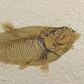 Versteinerter Fisch Knightia eocaena aus Wyoming