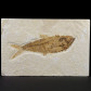 Fossilien aus dem Eozän versteinerter Knochenfisch Knightia eocaena