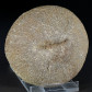 Versteinerte Koralle Cunnolites aus der Kreidezeit