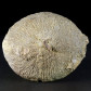Fossilien Österreich versteinerte Koralle Cunnolites sp.