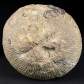 Fossilien versteinerte Koralle Cunnolites aus Salzburg