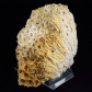 schöne versteinerte Koralle aus dem Miozän