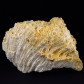 Fossilien aus dem Miozän Korallen
