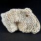 Versteinerte Koralle Plesiastraea aus dem Miozän von Ungarn