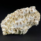 Fossilien versteinerte Koralle Tarbellastraea conoidea