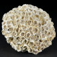 Tarbellastraea conoidea versteinerte Koralle aus Ungarn