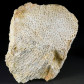 Versteinerte Koralle Plesiastraea aus dem Miozän