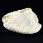 Fossilien versteinerte Muschel Congeria ungula caprae